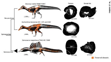Researchers studied the bone density of extinct animals and fauna. 
