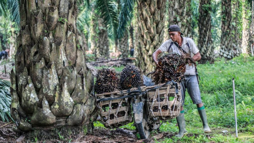 Palm oil: Indonesia’s export ban could lead to higher prices