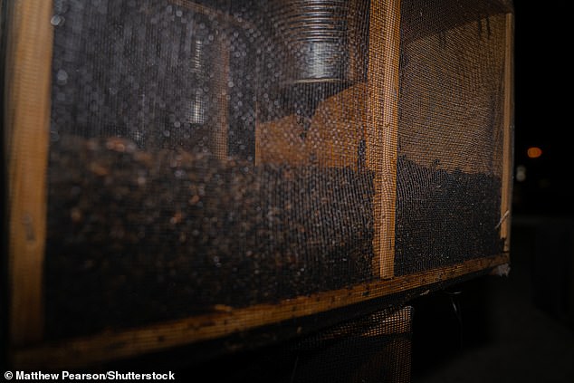 A cage of bees that died of starvation after leaving a cargo box in the hot sun at Atlanta's Hartsfield-Jackson Airport
