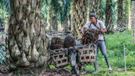 A worker carries fresh palm fruits on his motorcycle at a palm oil farm in Dilisirdang, North Sumatra, Indonesia, March 15, 2022.