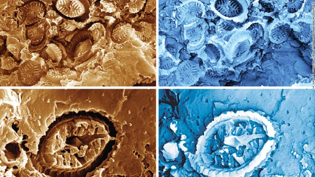 'Ghost' fossils reveal microorganisms that survived ancient ocean warming events