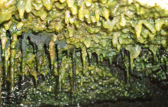 Thick microbial mats hang under a rocky ledge in steam vents that extend along the eastern rift zone on the island of Hawaii.  Image Credit: Jimmy Saw