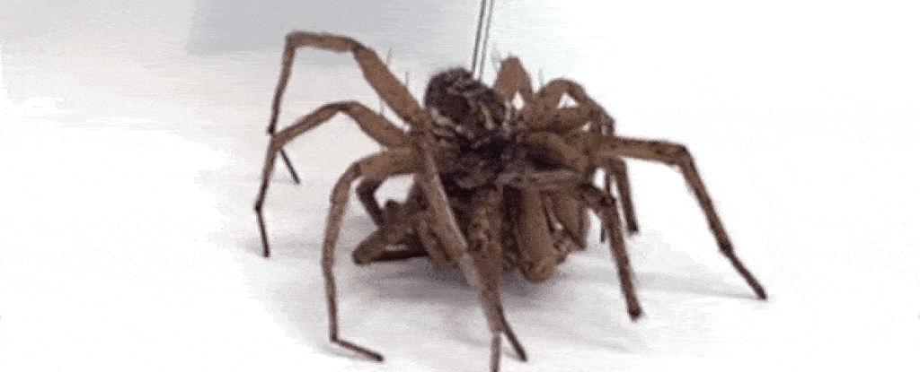 Scientists turn dead spiders into "death robots" and we are afraid