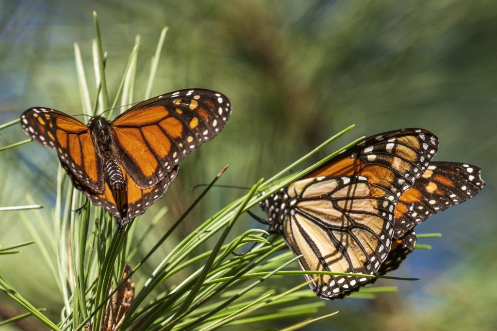 The beloved monarch butterflies are now listed as endangered