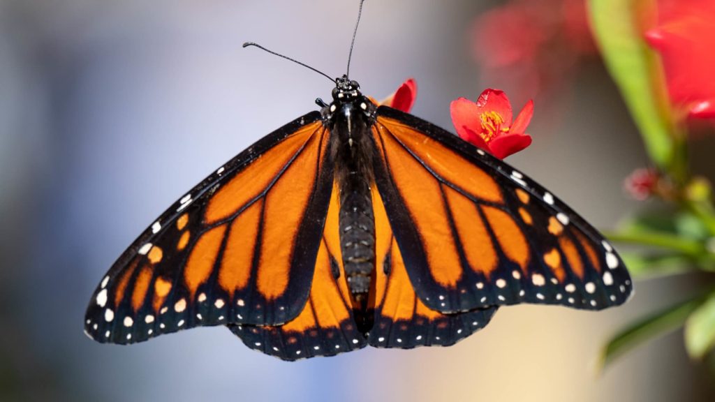 The monarch butterfly has been added to the Red List of Threatened Species of the International Union for Conservation of Nature