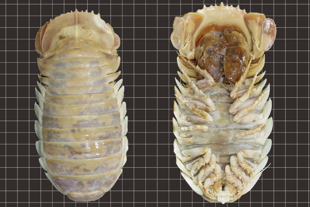 A new giant isopod has been discovered in the deep sea in the Gulf of Mexico