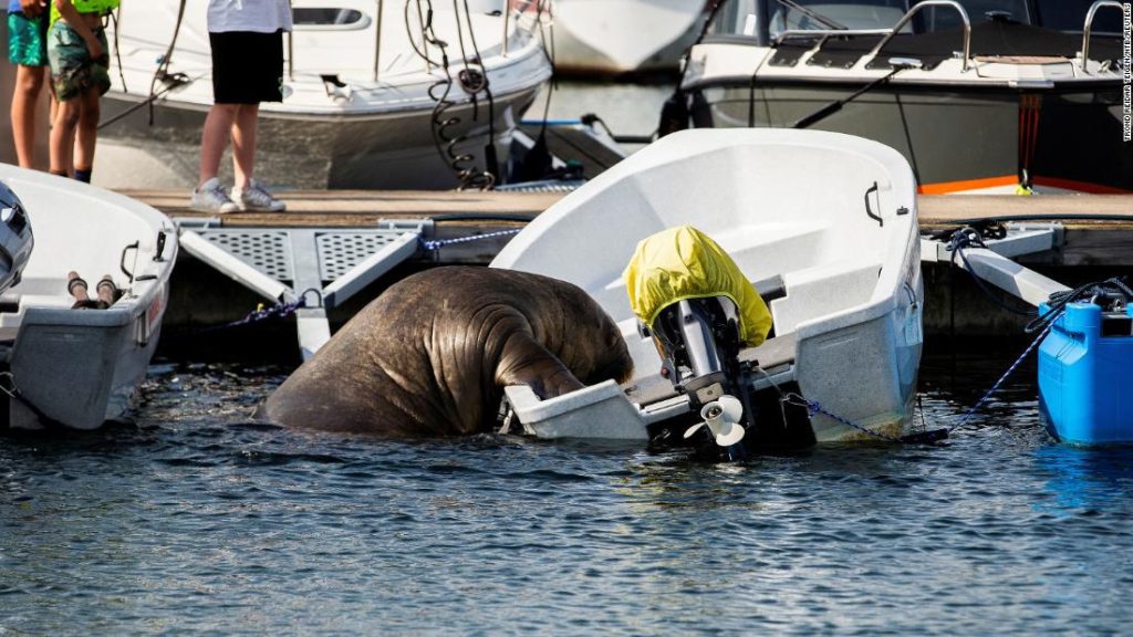 Freya, the 1,300-pound sunken walrus boat in Norway, euthanized