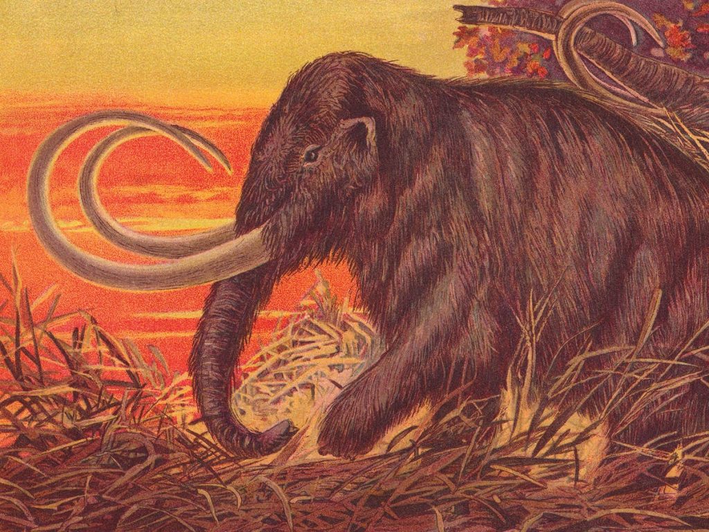 The woolly mammoth returns.  Should we eat them?