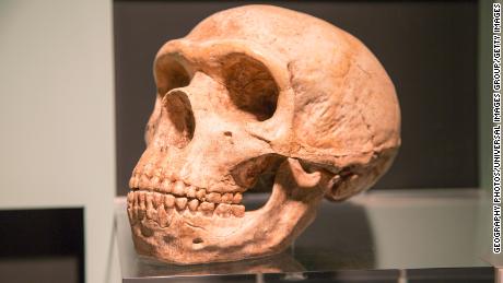 How DNA Neanderthal affects human health - including the risk of Covid-19