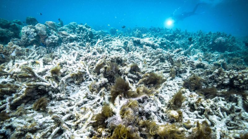 UN-backed report shows Great Barrier Reef should be placed on 'vulnerable' list