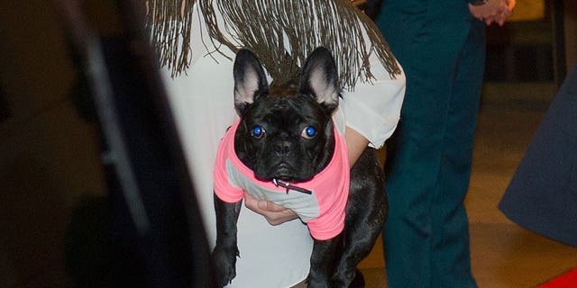 Lady Gaga's dog Asia is pictured.