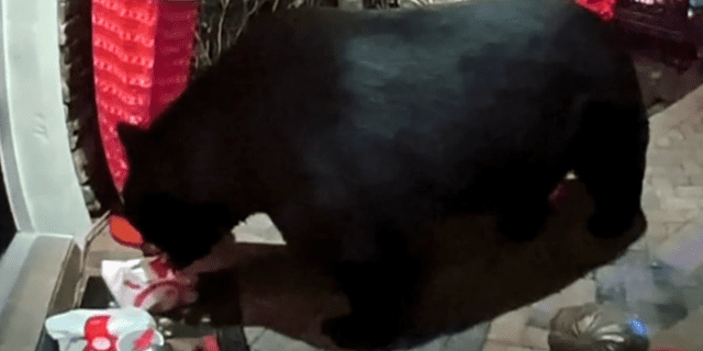Doorbell camera footage shows the black bear wandering into the man's home in Seminole County, passing a bag of the 30-piece chicken nuggets and french fries he ordered from Chick-fil-A.