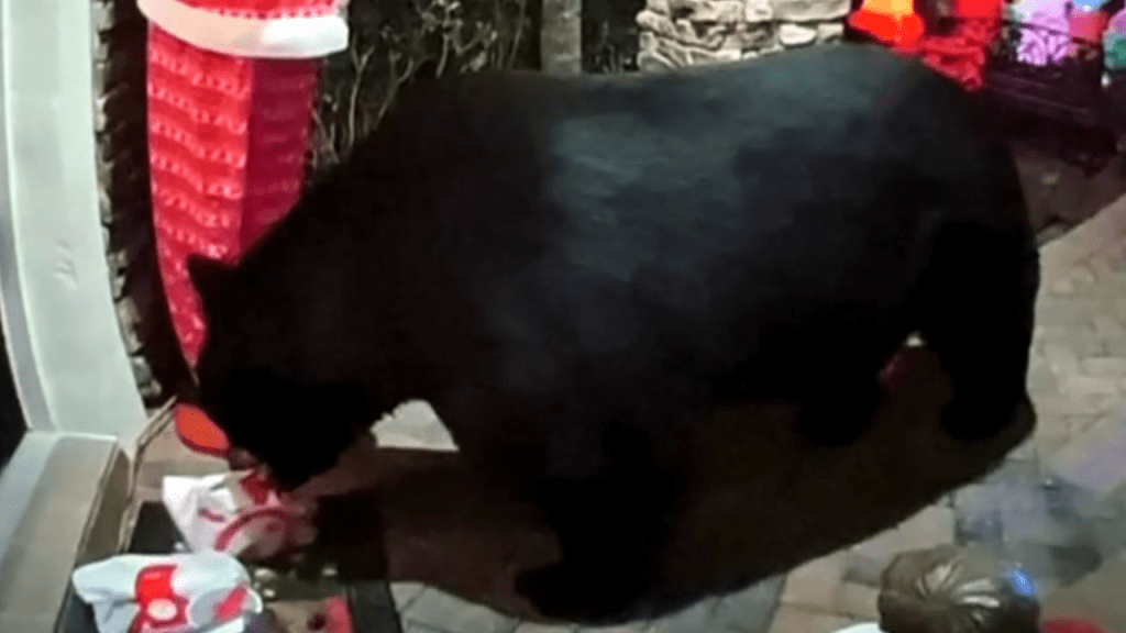 A hungry bear snatches Chick-fil-A from a Florida family from a porch