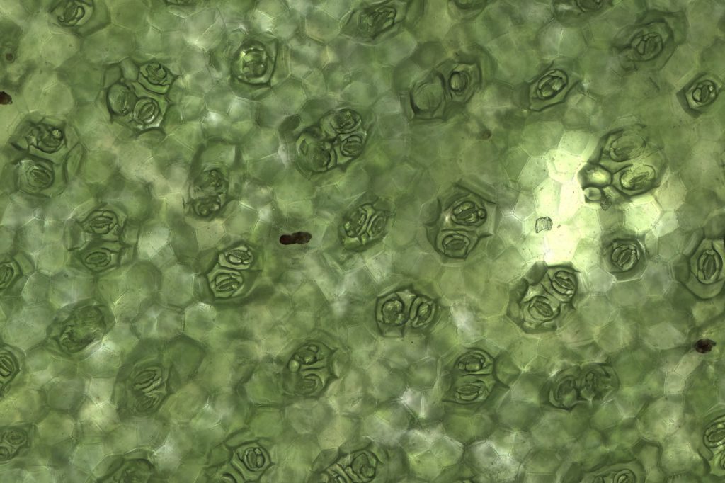 Enlarged image of several vegetative stomata on a Begonia rex cultorum leaf.  The width of each stoma is approximately 80 µm.