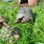 The Fascinating World of Marginated Tortoises: History, Traits, and Care