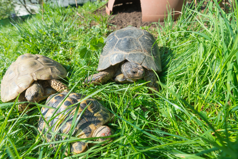 The Fascinating World of Marginated Tortoises: History, Traits, and Care