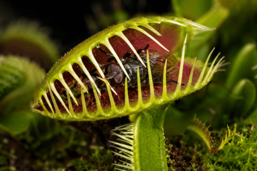 Scientists Uncover How Venus Flytraps Snap Shut Scientists Uncover How Venus Flytraps Snap Shut